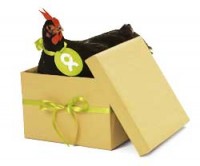 An Oxfam chicken in a box