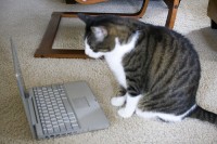 Kostas Pagiamtzis's cat, Frankie - http://www.flickr.com/photos/kostaspagiamtzis/850070668/